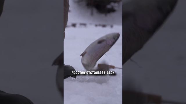 Заблуждения