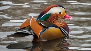 Красота утки-Мандаринки
