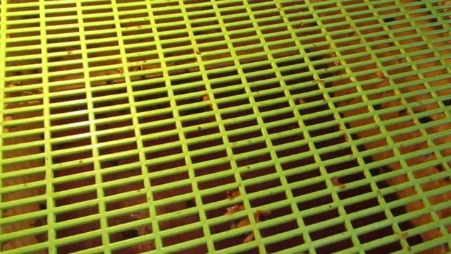 Матки инструментального осеменения в Ярославле смотреть онлайн