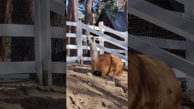 Ламы в Приэльбрусье смотреть онлайн