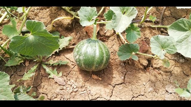 Пъпеши - 16.09.2020 г. смотреть онлайн