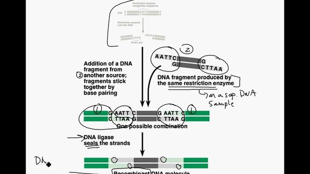 Biotechnology 1 смотреть онлайн