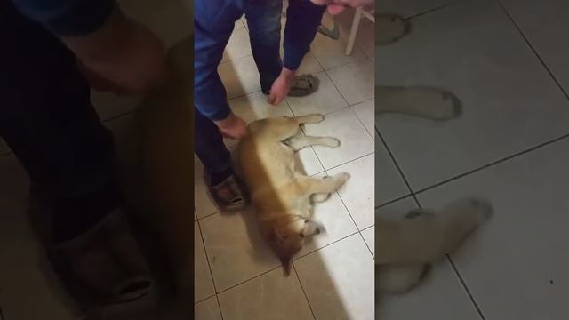 Айк косит под спящего=) смотреть онлайн