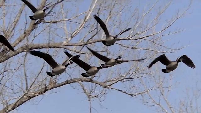Spring Migration Kearney NE смотреть онлайн