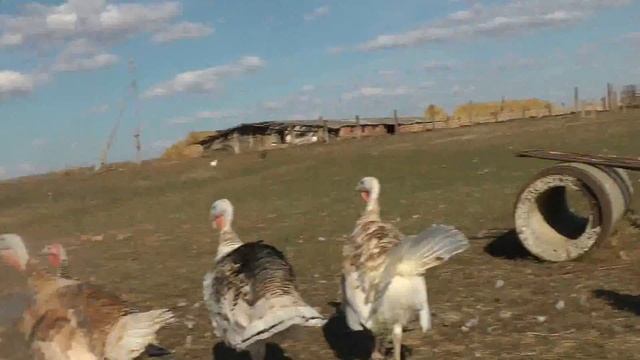 Индейки смотреть онлайн