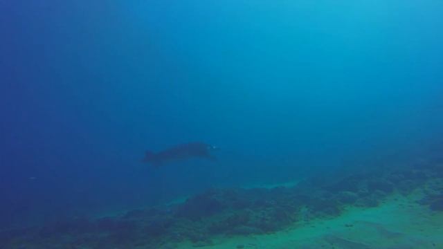 Scuba Diving Bali with Manta Ray смотреть онлайн