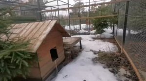 Наши вольеры для фазанов и других птиц.