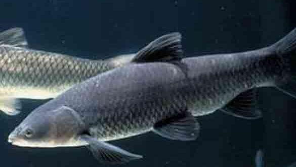 Реальная рыбалка 2. Амур чёрный