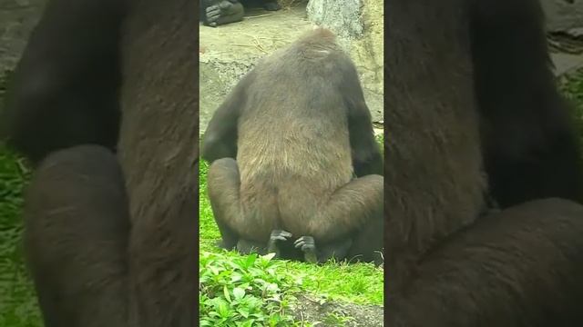 Jungali janvaron ka video xxx love смотреть онлайн