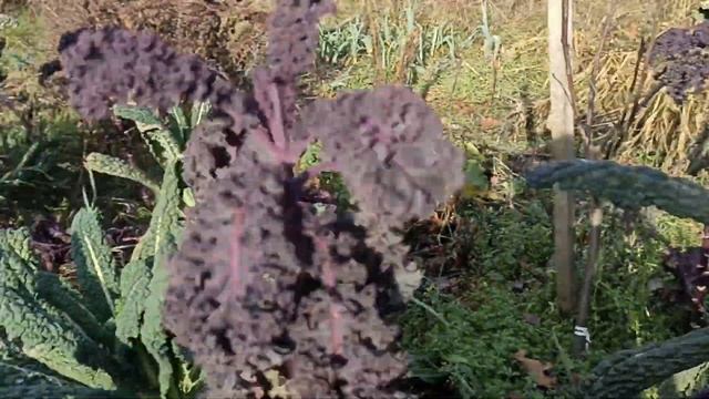 Sezonowe warzywa zimą? Jarmuż! Superfood, wit. U, naturalnie leczy kilka chorób смотреть онлайн