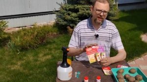 Обрабатываем картофель от вредителей и болезней перед посадкой