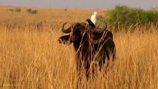 Perfect Scene Of Wildlife - Scenic Relaxation Film With African Music | 23 Wild Animals With Names смотреть онлайн