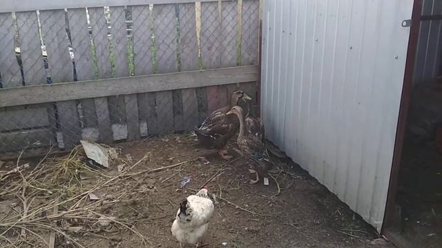 Чем кормить кур,уток.Васька наблюдает с высока ) смотреть онлайн