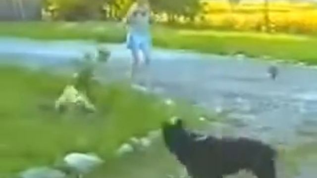 Кошка защищает собачку от собаки The cat protects a dog from a dog1 смотреть онлайн