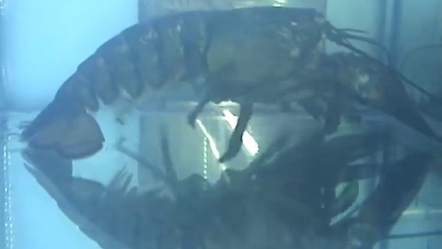 грустная история о крабе смотреть онлайн