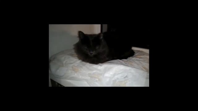 кошачий клип :3 " недоступная " смотреть онлайн