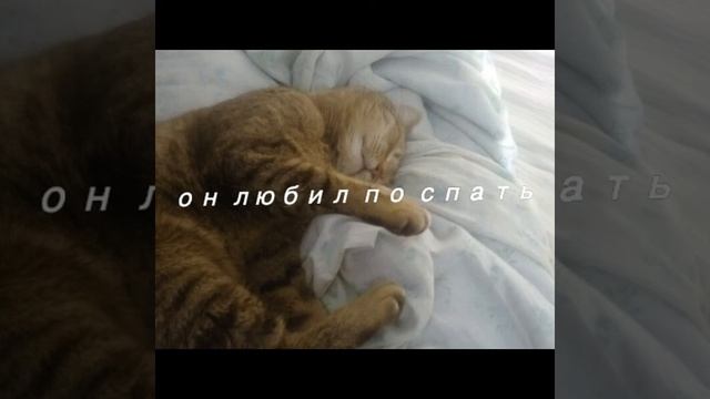 Любите своих питомцев смотреть онлайн
