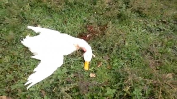 Тетя Аня режит утку