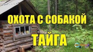 0983 - ЖИЗНЬ В ТАЙГЕ _ ОХОТА С СОБАКОЙ НА МЕДВЕДЯ