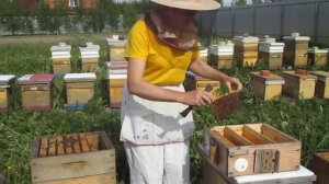 Вывод маток. Формирование нуклеусов и раздача маточников