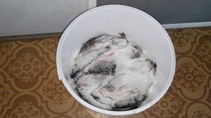 Вяленый окунь. Сушеный окунь. Свой рецепт. Окунь с икрой. Весна  г.  Екатеринбург рыбалка…