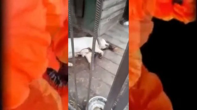 Death in June - Rose Clouds of Holocaust смотреть онлайн