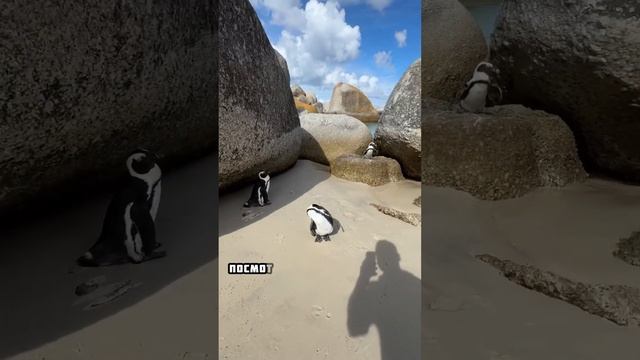 Пляж с пингвинами в Южной Африке. #пляж #юар #африка #путешествия смотреть онлайн