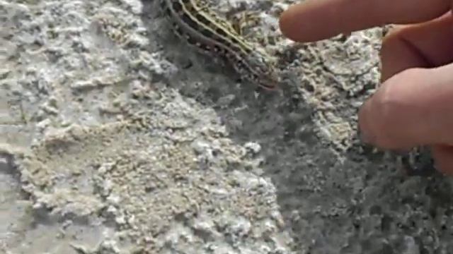 funny lizard забавная ящерица смотреть онлайн