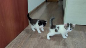 Мама-кошка зовет своих котят идти с ней. Котята мяукают.