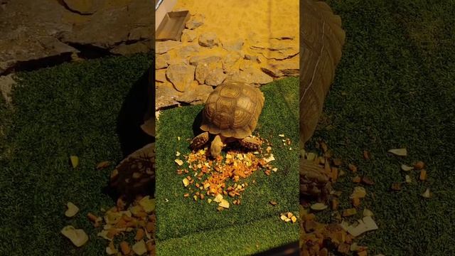 парк Галицкого кормление черепахи и карпы кои смотреть онлайн