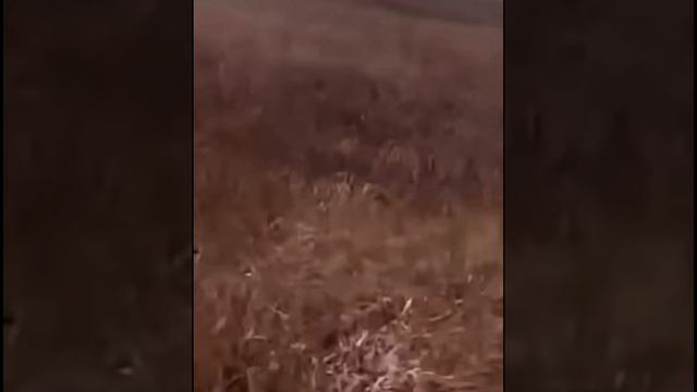 медведь напал на рыбаков смотреть онлайн