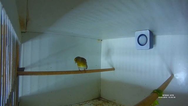 Пение Кенара смотреть онлайн