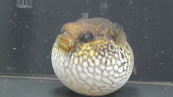 Humpback Pufferfish (Tetraodon palembangensis)