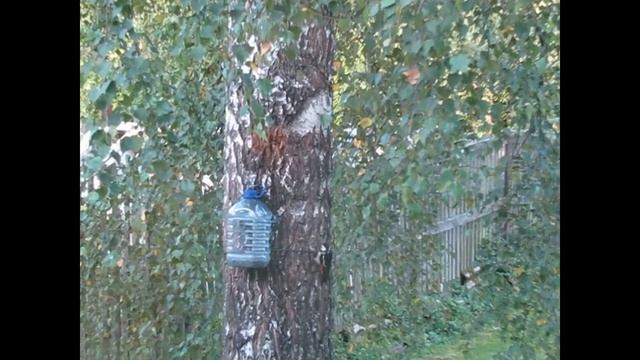 🍃дед волнуется...дятел остался один:( 🤷♀️ смотреть онлайн