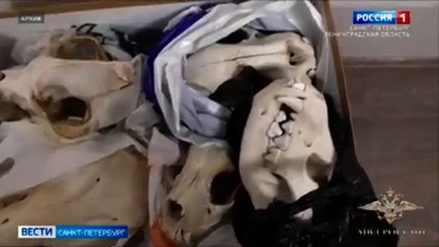 Утверждено обвинительное заключение о хищении экспонатов, имеющих особую ценность смотреть онлайн