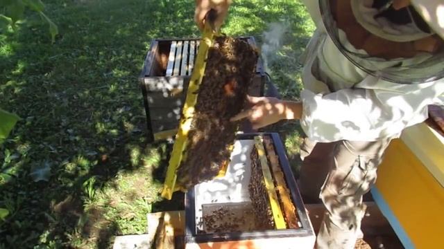 Обзор гнезда после закорма (12.09.2021) смотреть онлайн