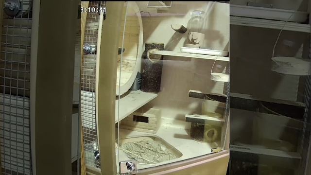 Ласкины друзья пришли подивиться на новоселье смотреть онлайн