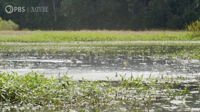 Swimming Rabbits Caught on Camera смотреть онлайн