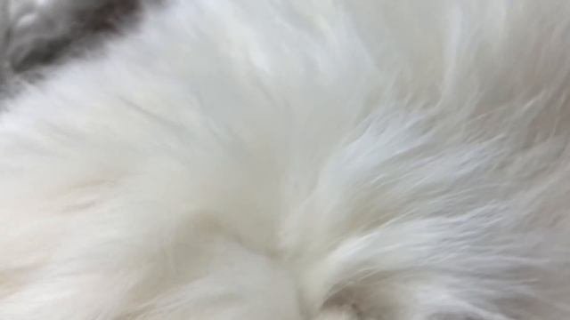 Samoyeds 101: How to Brush Your Dog | How to Groom a Pup with Excessive Hair смотреть онлайн