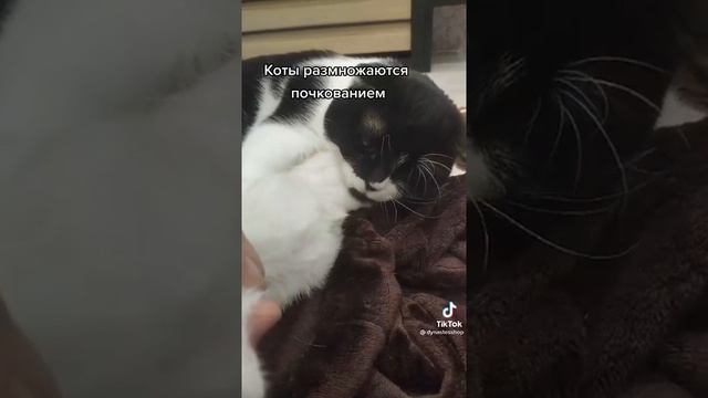 Как размножаются котики? 😹 смотреть онлайн