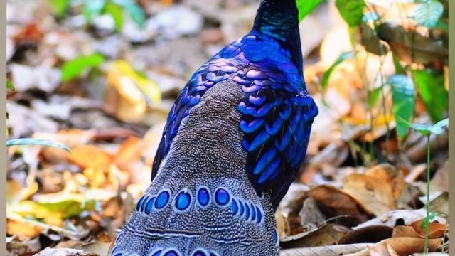 Павлиний фазан.