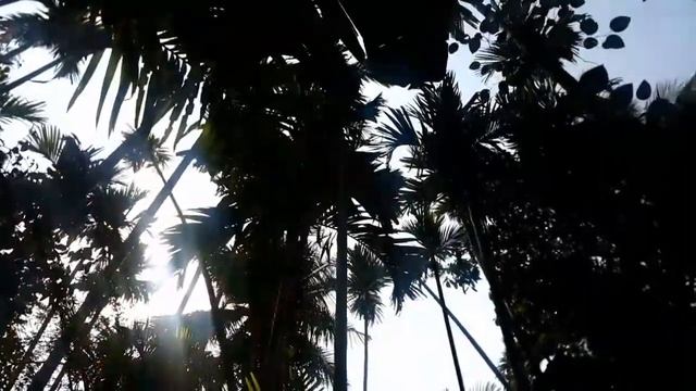 Плантация специй. Гоа. 2017 смотреть онлайн