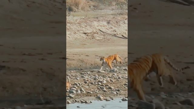 tiger chasing deer l dhikala zone l corbett tiger reserve смотреть онлайн