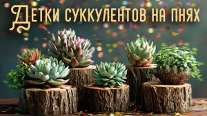 А вы знаете какими могут быть детки суккулентов на пнях?