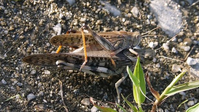 求愛するトノサマバッタ Locusta migratoria の雄 смотреть онлайн