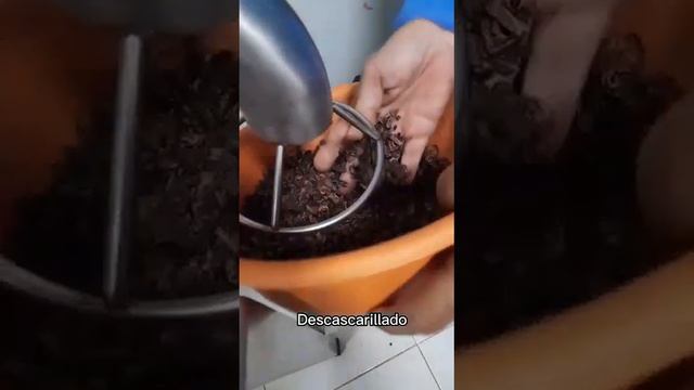 visita a FEDECACAO смотреть онлайн
