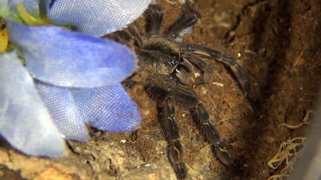 Feeding Ophelia - Poecilotheria ornata смотреть онлайн