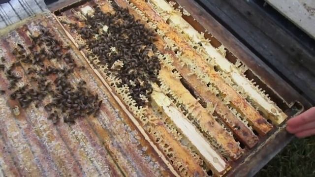 Обзор зимующих на улице 2017-2018 г.г. смотреть онлайн