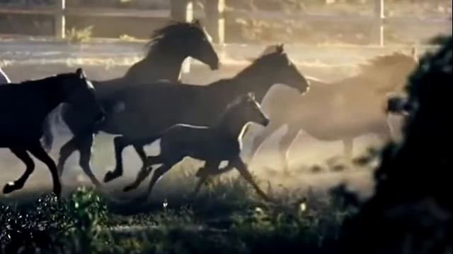 The Escape 🌺 Elias Rahbani смотреть онлайн