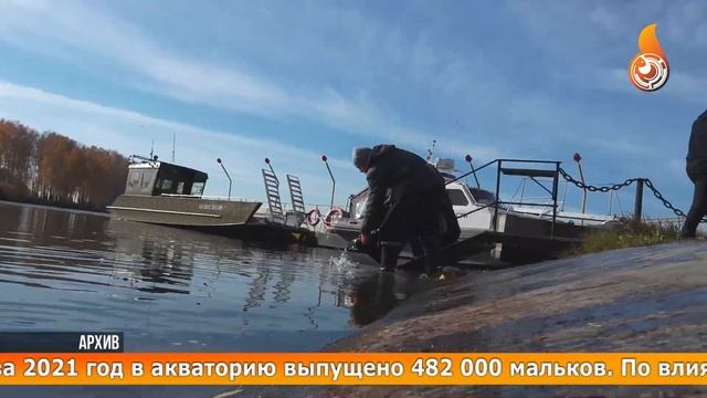 БАЭС. 250 млн на экологию смотреть онлайн